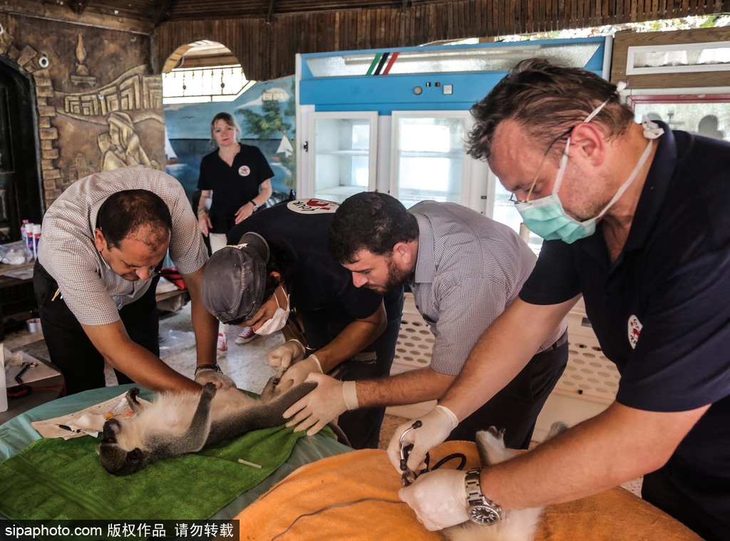 全球最慘動物園永久關(guān)閉