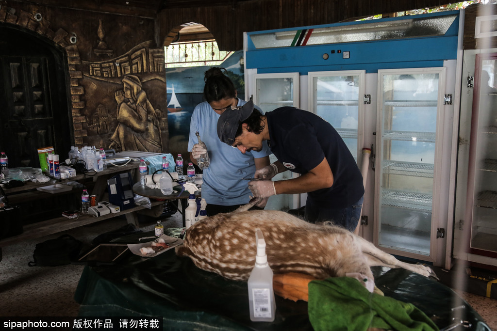 全球最慘動物園永久關閉