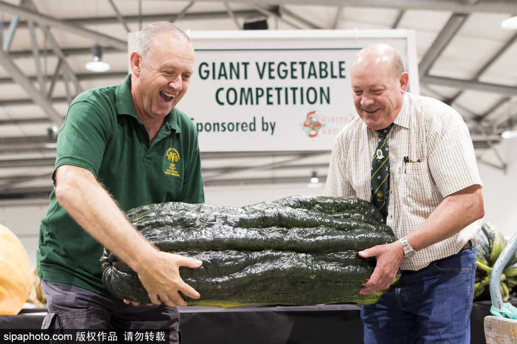 英國舉行“巨型蔬菜競賽” 南瓜綠菜中“巨無霸”亮相驚呆路人