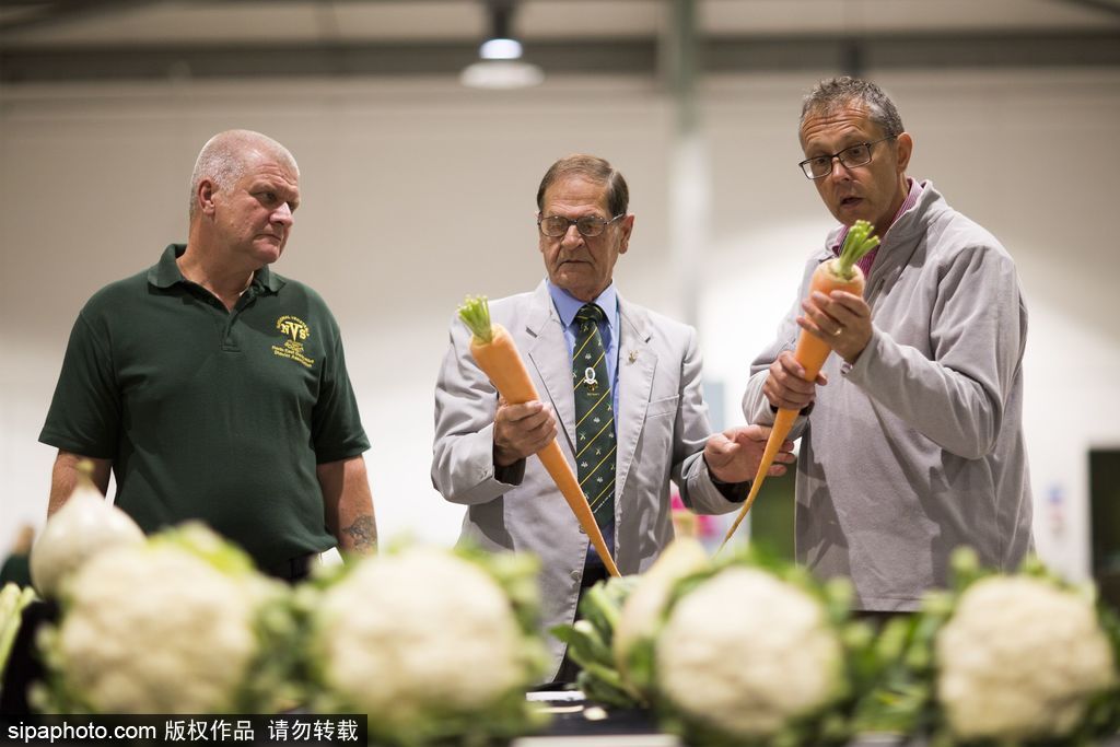 英國(guó)舉行“巨型蔬菜競(jìng)賽” 南瓜綠菜中“巨無霸”亮相驚呆路人