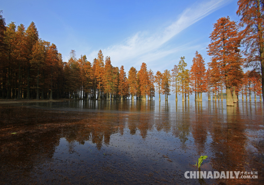 冬季到四明湖來賞紅杉