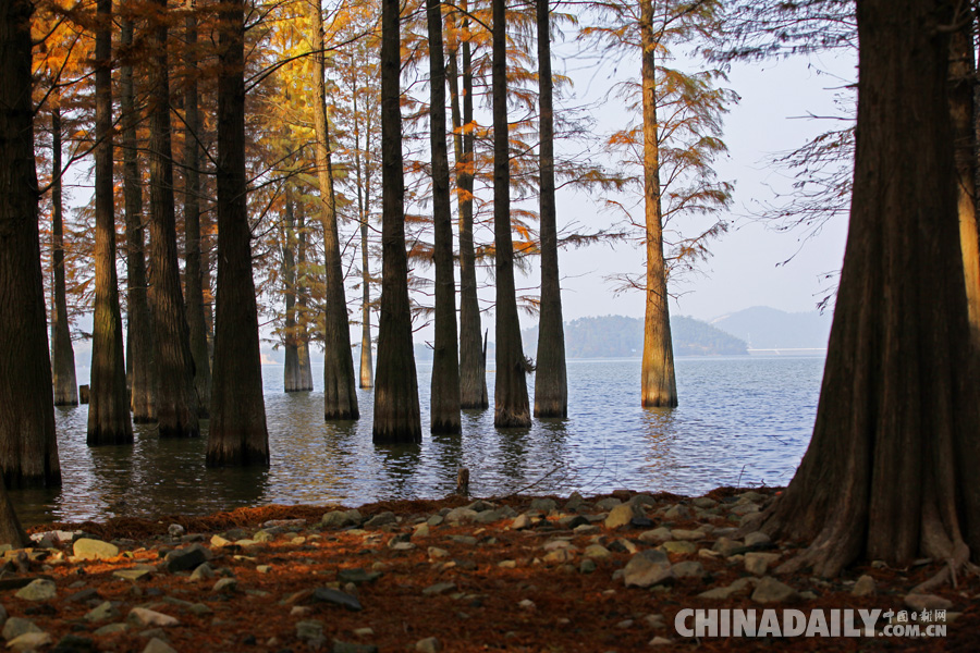 冬季到四明湖來(lái)賞紅杉