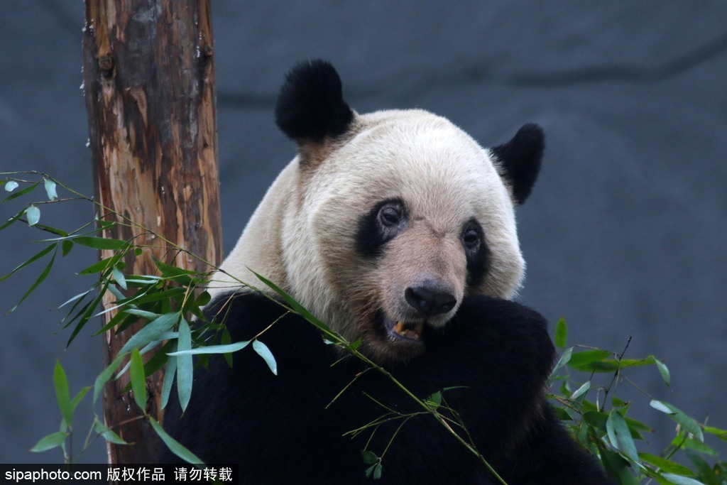 江蘇動(dòng)物園國(guó)寶大熊貓首次對(duì)外開放 吸引數(shù)萬游客圍觀