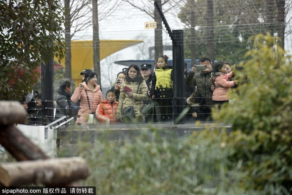 江蘇動(dòng)物園國(guó)寶大熊貓首次對(duì)外開(kāi)放 吸引數(shù)萬(wàn)游客圍觀