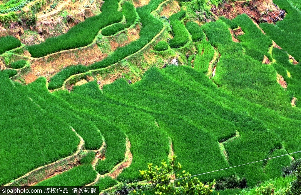 春回大地草木萌動(dòng) 盤(pán)點(diǎn)那些農(nóng)田光景返樸歸真