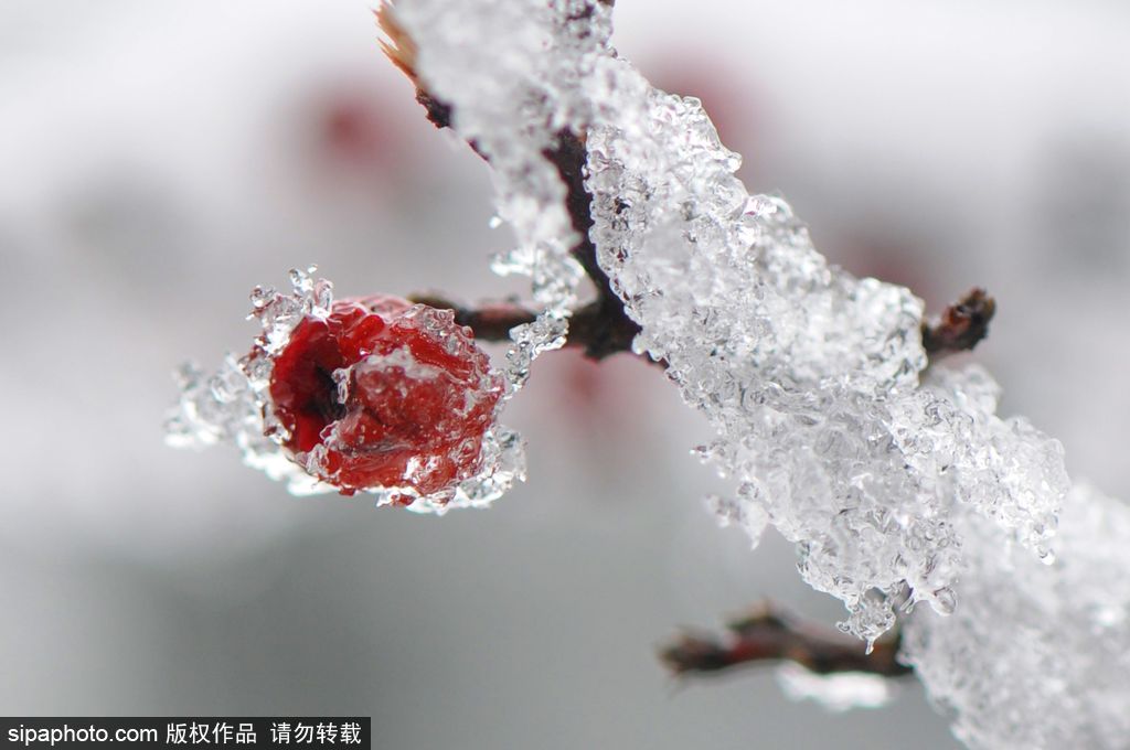 這個冬季太漫長？ 盤點霧凇冰掛美景讓你忘記季節(jié)時間