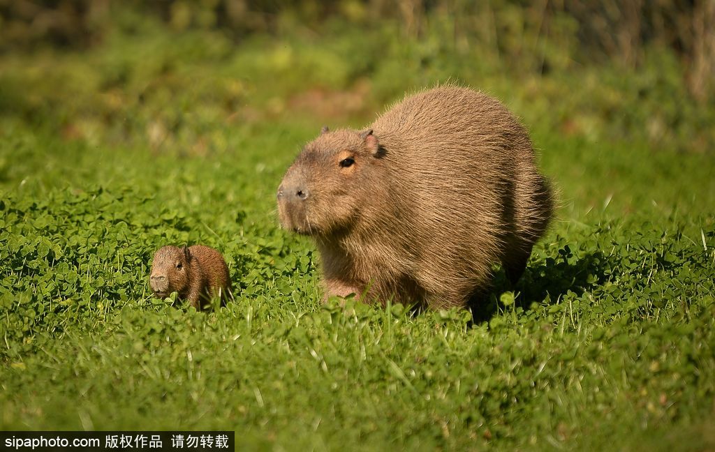 長大后我將成為你 母親節(jié)盤點動物界母子神同步