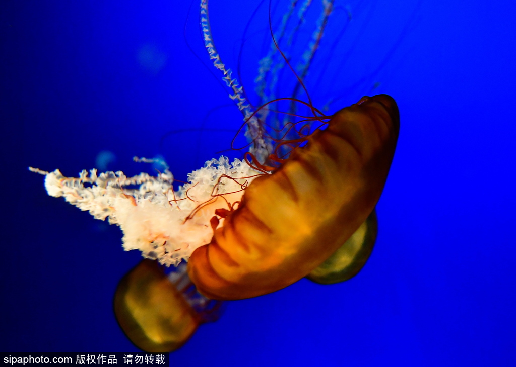 世界最大級別的水族館 日本大阪海游館