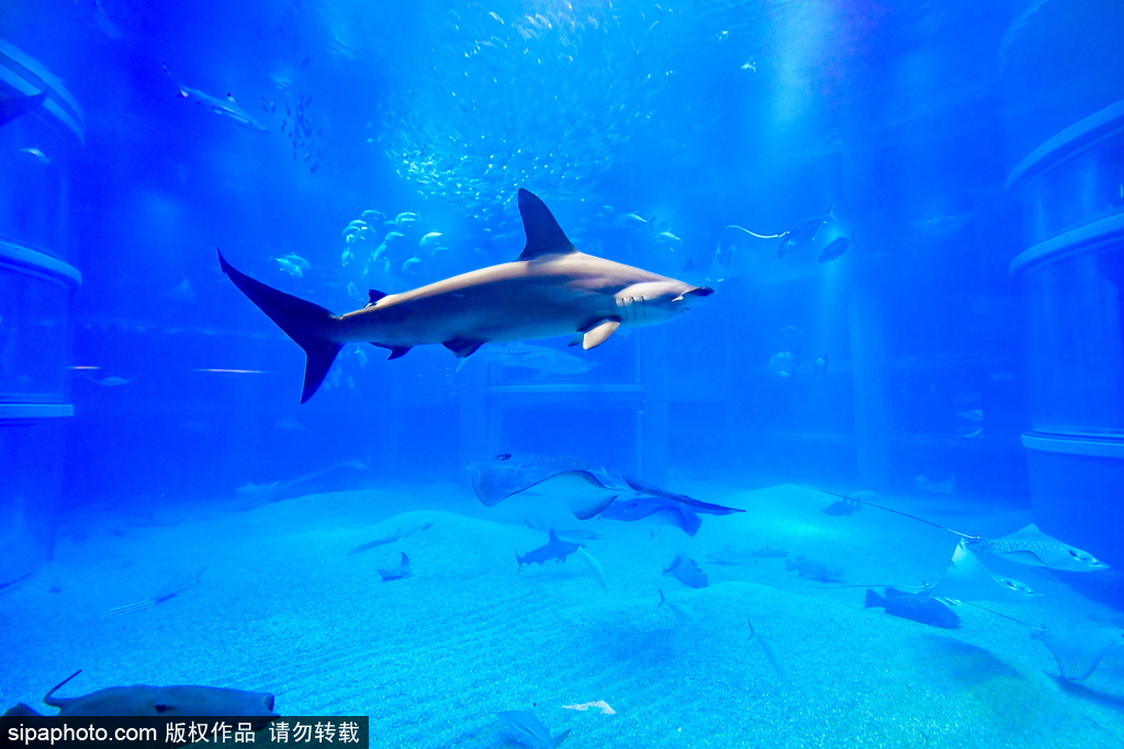 世界最大級(jí)別的水族館 日本大阪海游館