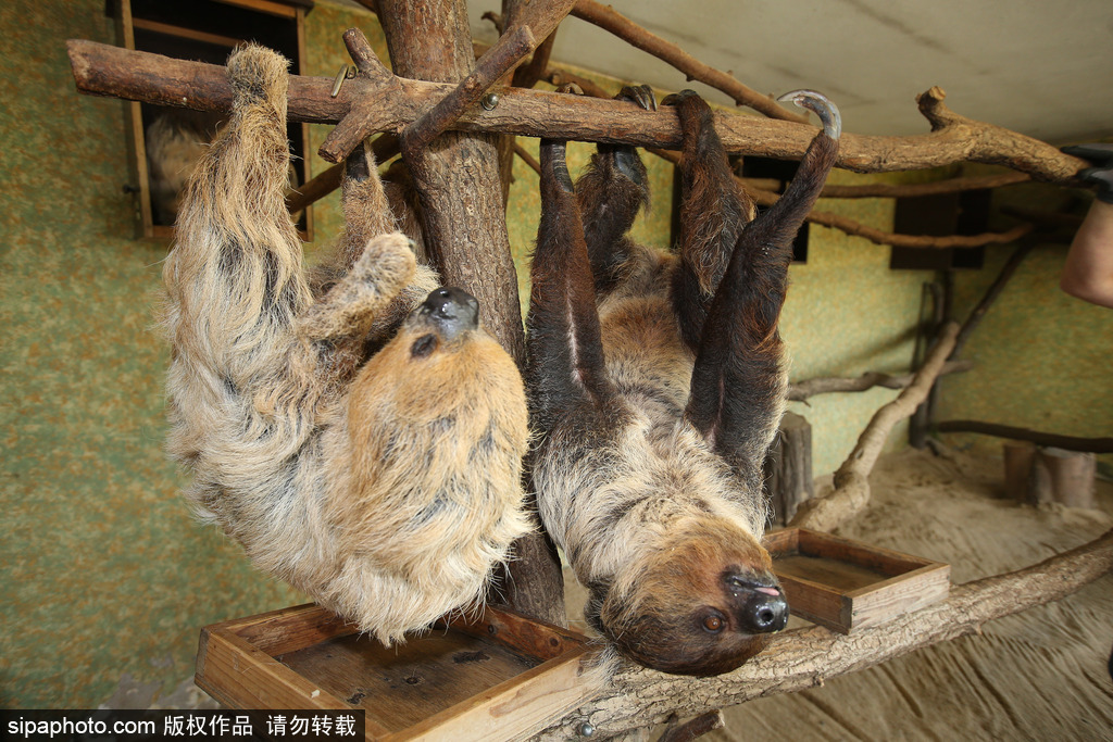 樹懶也有牙病？德國(guó)哈雷動(dòng)物園樹懶接受牙醫(yī)治療