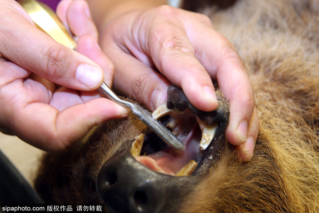 樹懶也有牙??？德國(guó)哈雷動(dòng)物園樹懶接受牙醫(yī)治療