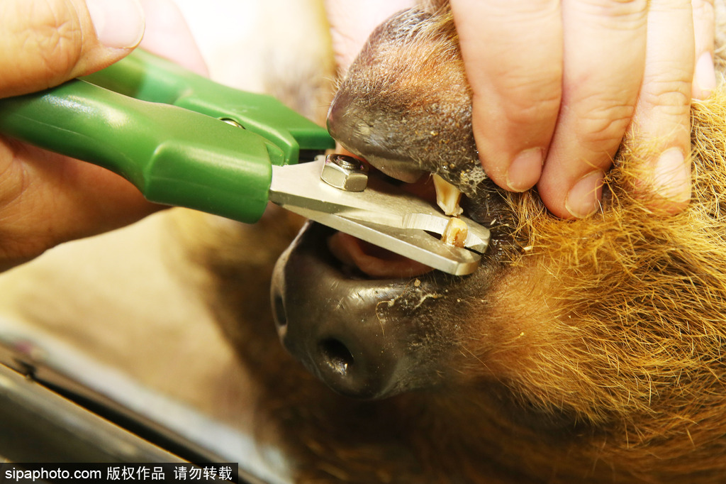 樹懶也有牙病？德國哈雷動(dòng)物園樹懶接受牙醫(yī)治療