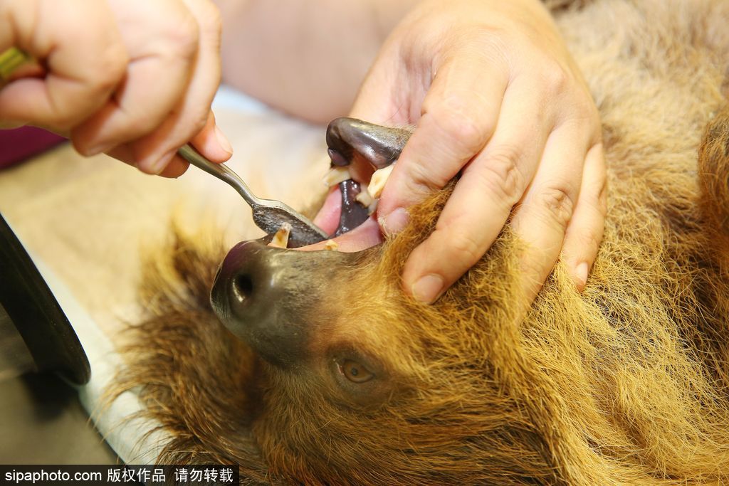 樹懶也有牙??？德國哈雷動物園樹懶接受牙醫(yī)治療