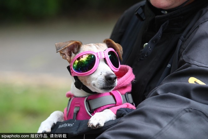 帶上汪星人去兜風 主人為愛犬打造摩托車安全背帶