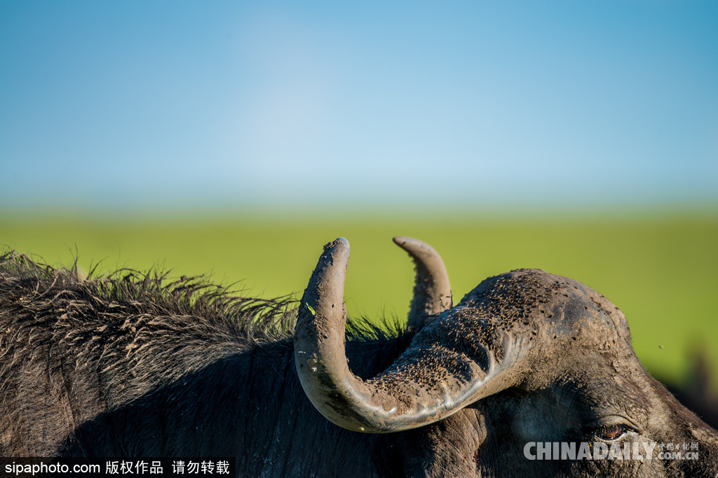 唯美如高清壁紙 攝影師實拍世界各地野生動物