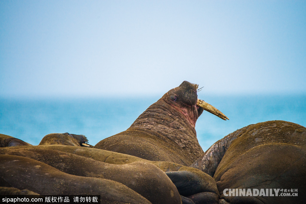 唯美如高清壁紙 攝影師實(shí)拍世界各地野生動(dòng)物