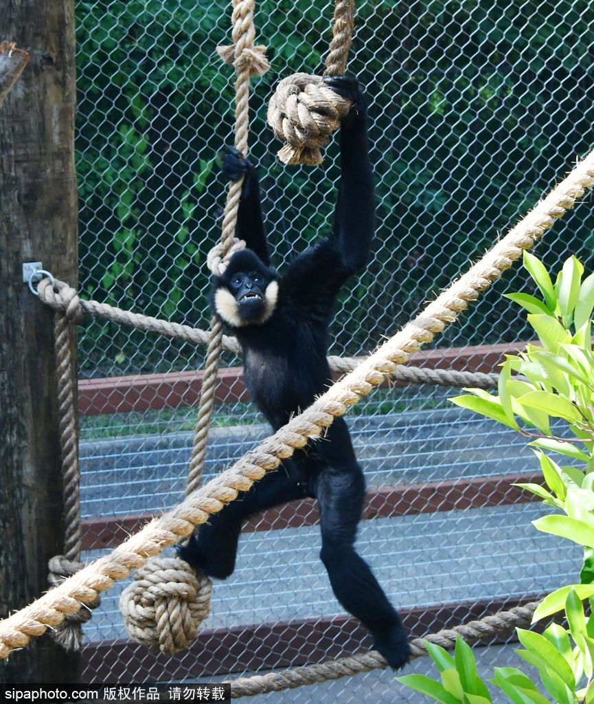 英國倫敦動物園長臂猿 “飛檐走壁”身手敏捷