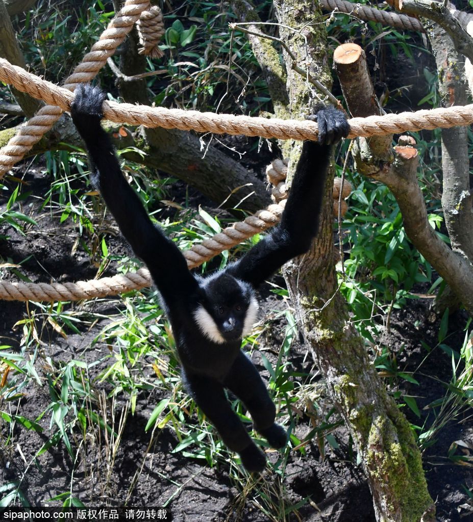 英國倫敦動物園長臂猿 “飛檐走壁”身手敏捷