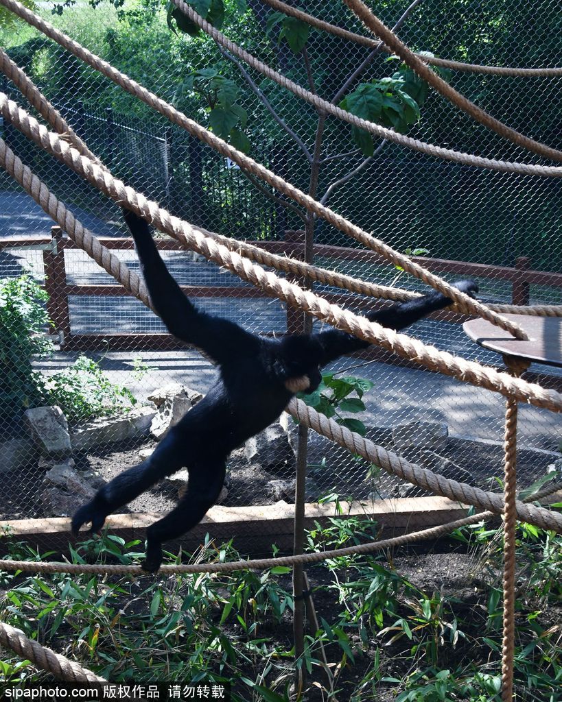 英國倫敦動物園長臂猿 “飛檐走壁”身手敏捷