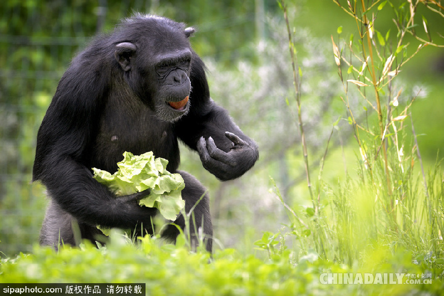 能耐了！捷克動(dòng)物園黑猩猩直立行走采摘食物有模有樣