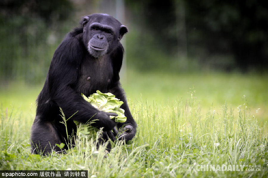 能耐了！捷克動(dòng)物園黑猩猩直立行走采摘食物有模有樣