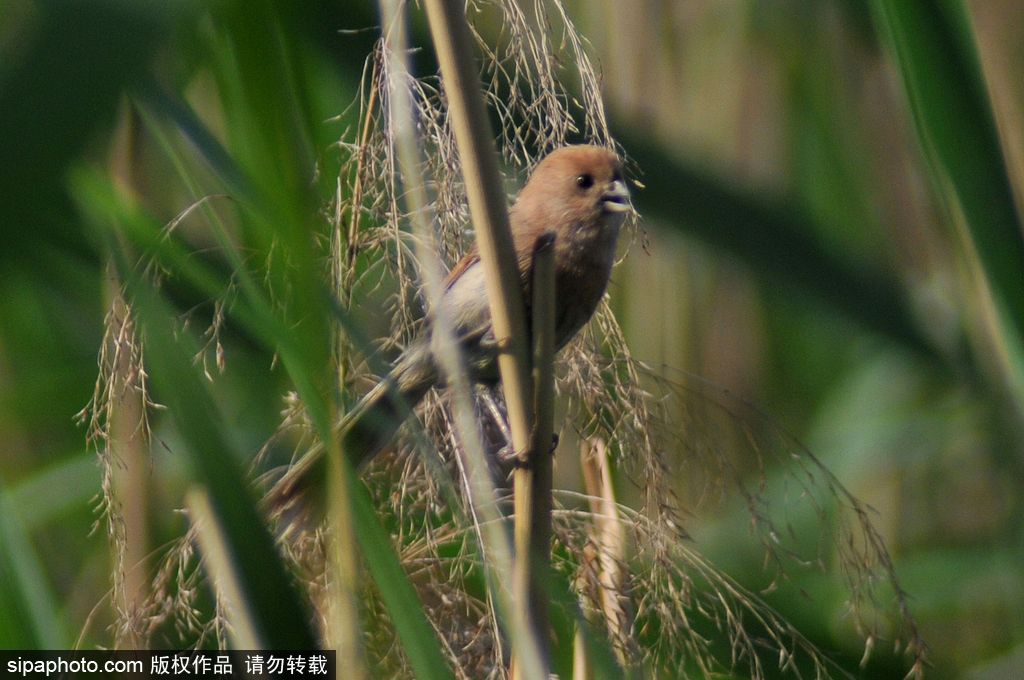 活化石“鳥中熊貓”——震旦鴉雀 落戶青島入海口濕地