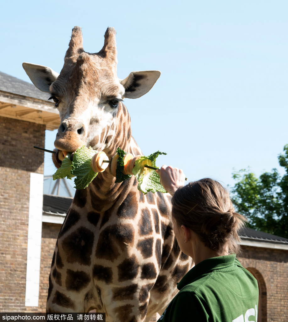 倫敦動物園長頸鹿吃巨型蔬菜串 可愛呆萌