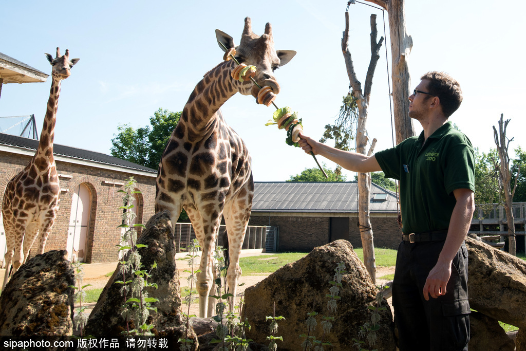 倫敦動(dòng)物園長頸鹿吃巨型蔬菜串 可愛呆萌