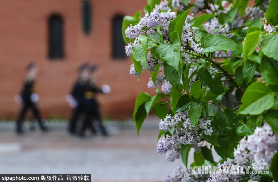 俄羅斯莫斯科街頭丁香花盛開 清新淡雅