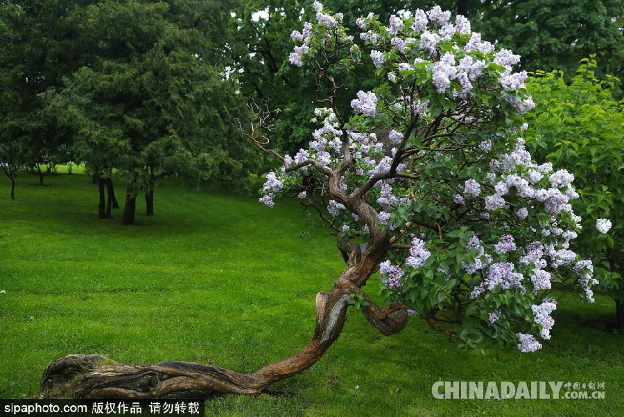 俄羅斯莫斯科街頭丁香花盛開 清新淡雅