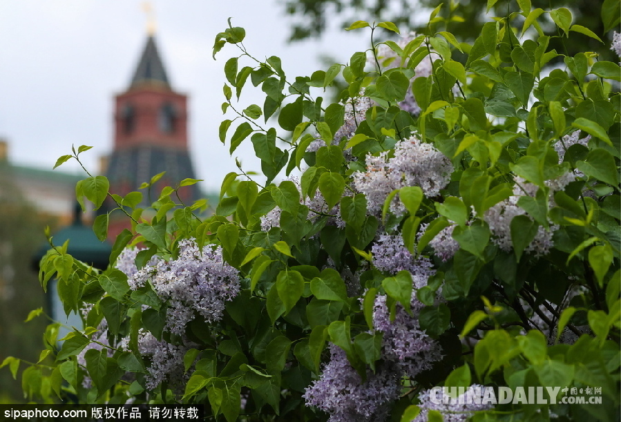 俄羅斯莫斯科街頭丁香花盛開(kāi) 清新淡雅