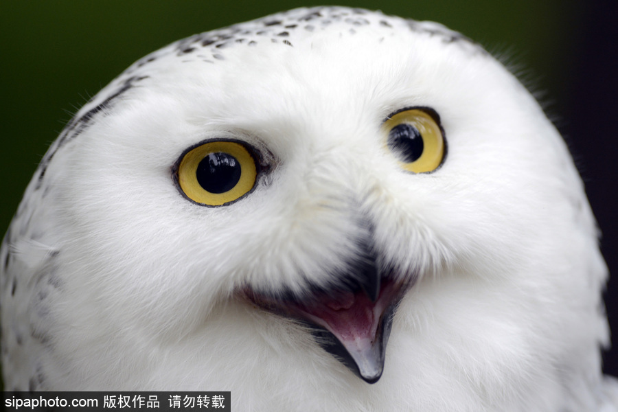 天生愛笑 捷克動物園里的雪鸮“笑瞇瞇”呆萌可愛