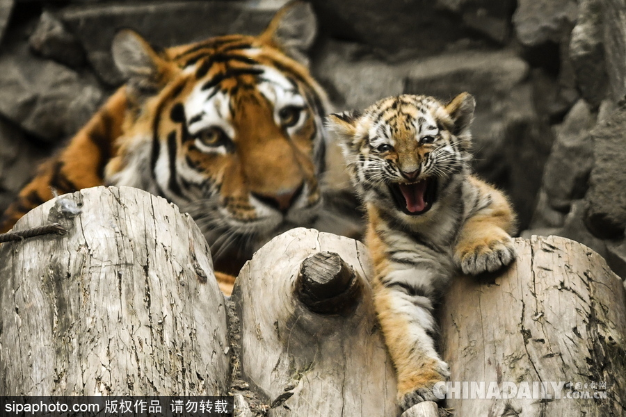 俄羅斯動物園里的西伯利亞虎幼崽 小家伙虎頭虎腦超呆萌