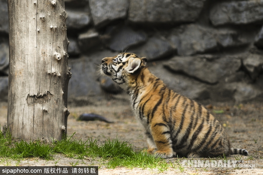 俄羅斯動物園里的西伯利亞虎幼崽 小家伙虎頭虎腦超呆萌