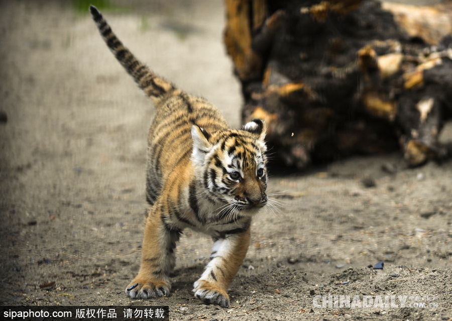 俄羅斯動(dòng)物園里的西伯利亞虎幼崽 小家伙虎頭虎腦超呆萌