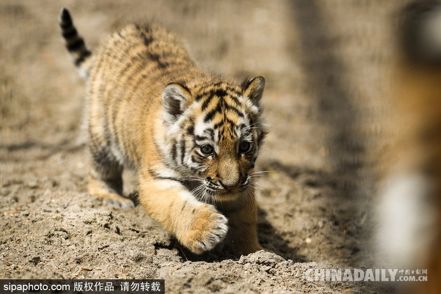 俄羅斯動物園里的西伯利亞虎幼崽 小家伙虎頭虎腦超呆萌