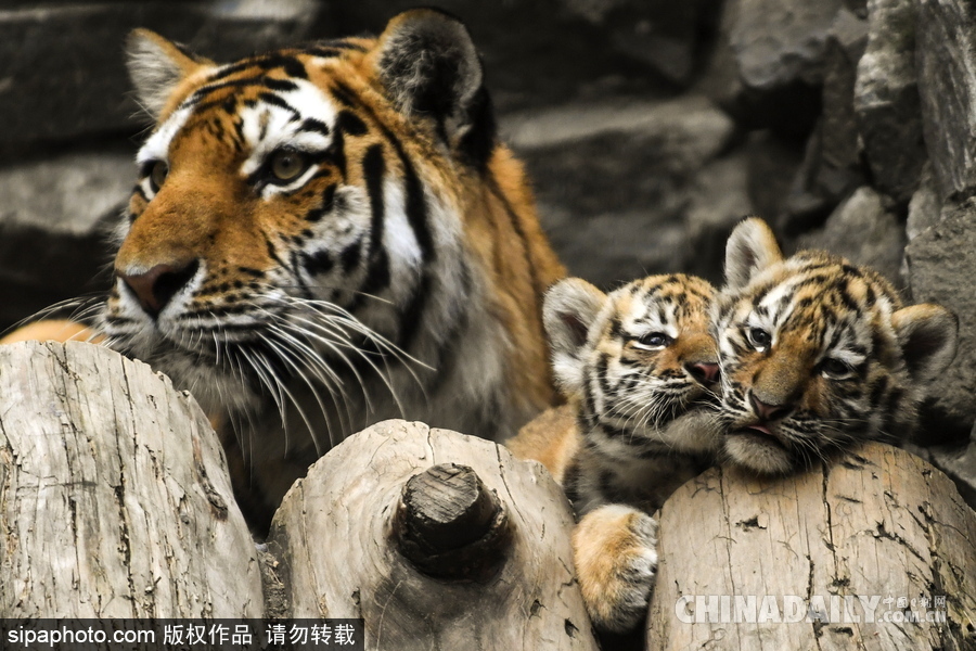 俄羅斯動物園里的西伯利亞虎幼崽 小家伙虎頭虎腦超呆萌