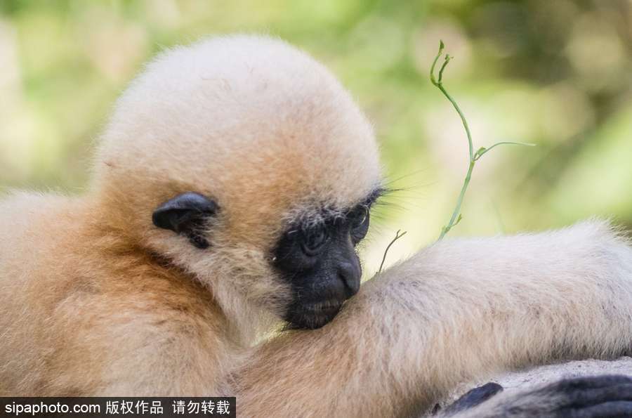 天生擺“黑臉” 里昂動物園長臂猿幼崽憨傻可愛