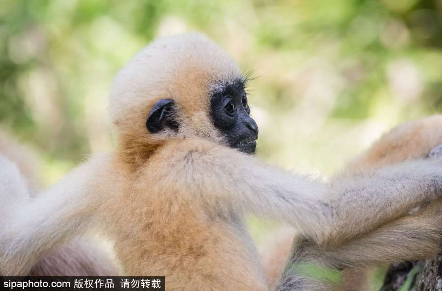 天生擺“黑臉” 里昂動物園長臂猿幼崽憨傻可愛