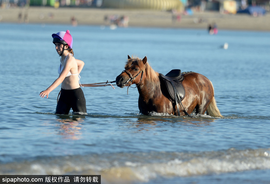 高溫來襲動物也怕三伏天 騎手牽馬兒海中行走愜意十足