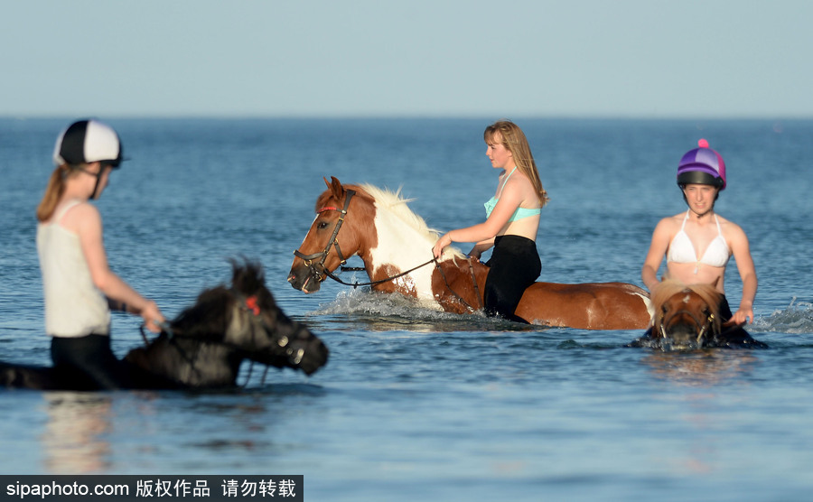 高溫來襲動物也怕三伏天 騎手牽馬兒海中行走愜意十足