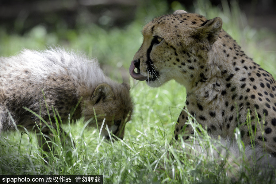 捷克動(dòng)物園內(nèi)小獵豹首次隨媽媽外出 軟萌可愛