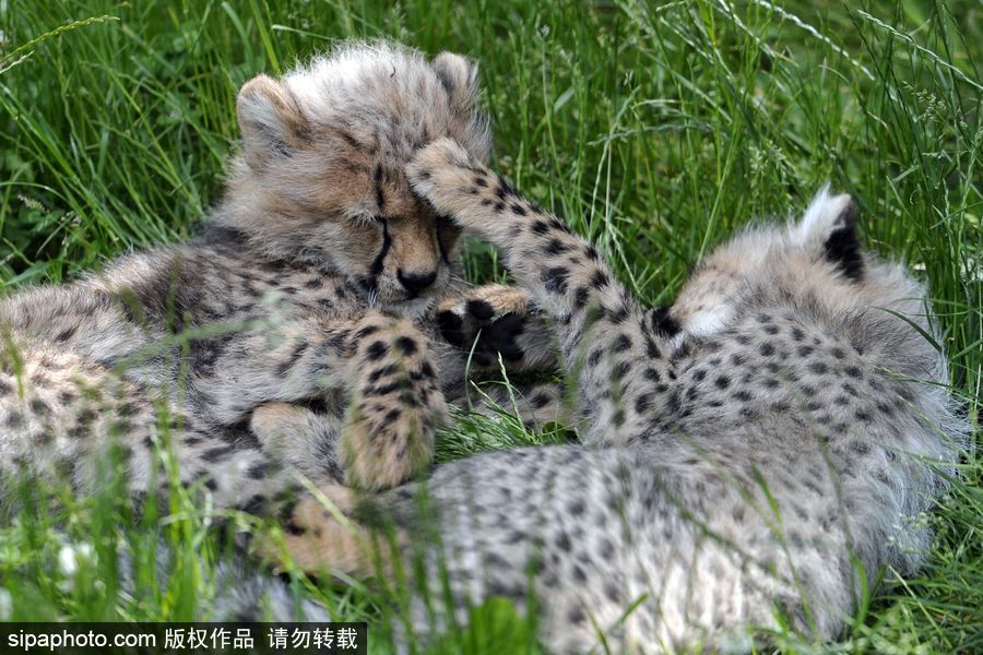 捷克動(dòng)物園內(nèi)小獵豹首次隨媽媽外出 軟萌可愛(ài)