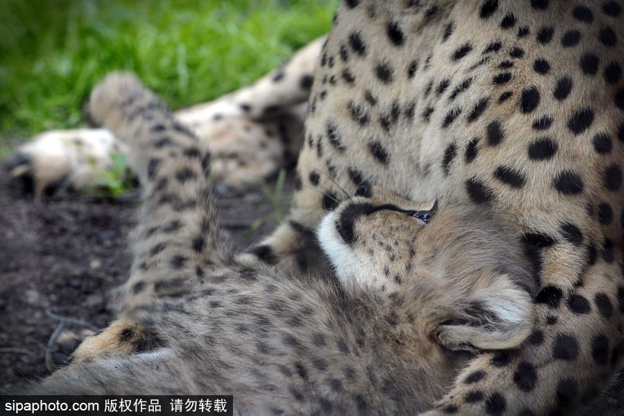 捷克動(dòng)物園內(nèi)小獵豹首次隨媽媽外出 軟萌可愛