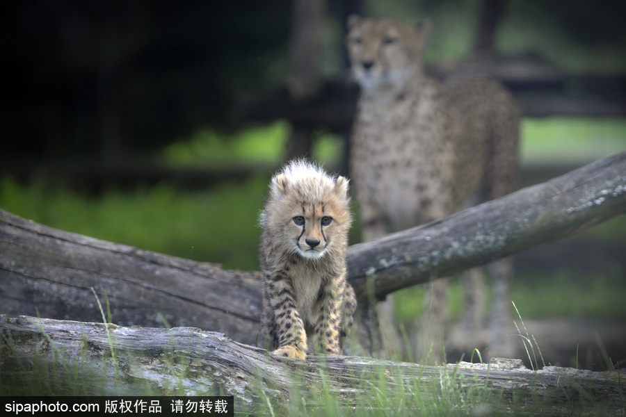 捷克動(dòng)物園內(nèi)小獵豹首次隨媽媽外出 軟萌可愛(ài)