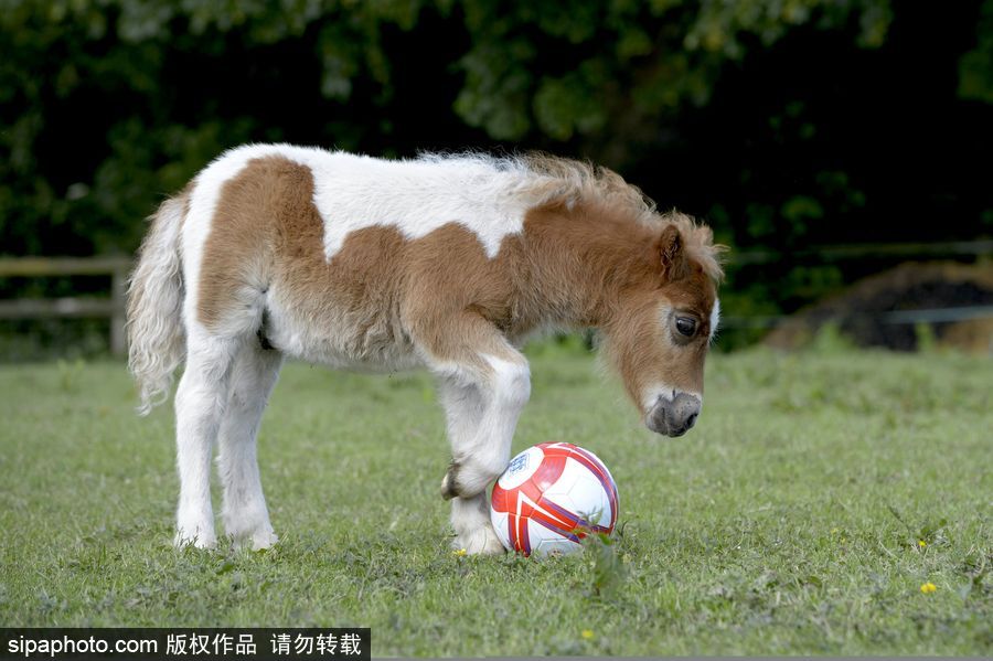 原來神奇的動物在這里！盤點(diǎn)動物界玩轉(zhuǎn)體育的異能高手