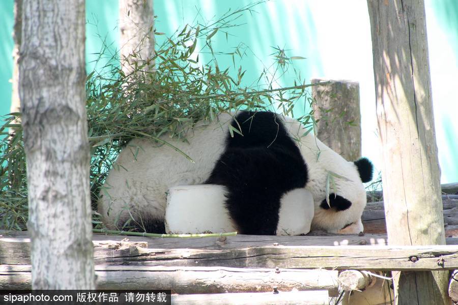 動物也瘋狂！炎炎夏日動物解暑降溫也賣萌