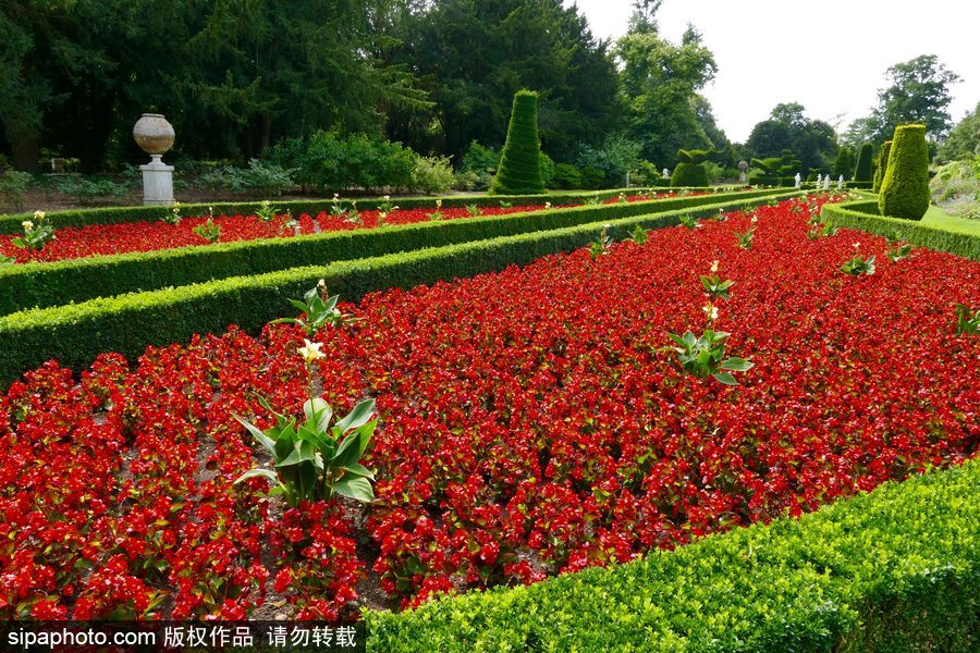 永不凋謝的鮮花 英國(guó)克萊夫登莊園內(nèi)現(xiàn)蠟質(zhì)秋海棠