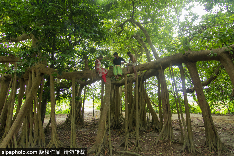 孟加拉500歲“樹怪”根部似森林 現(xiàn)獨(dú)木成林景觀