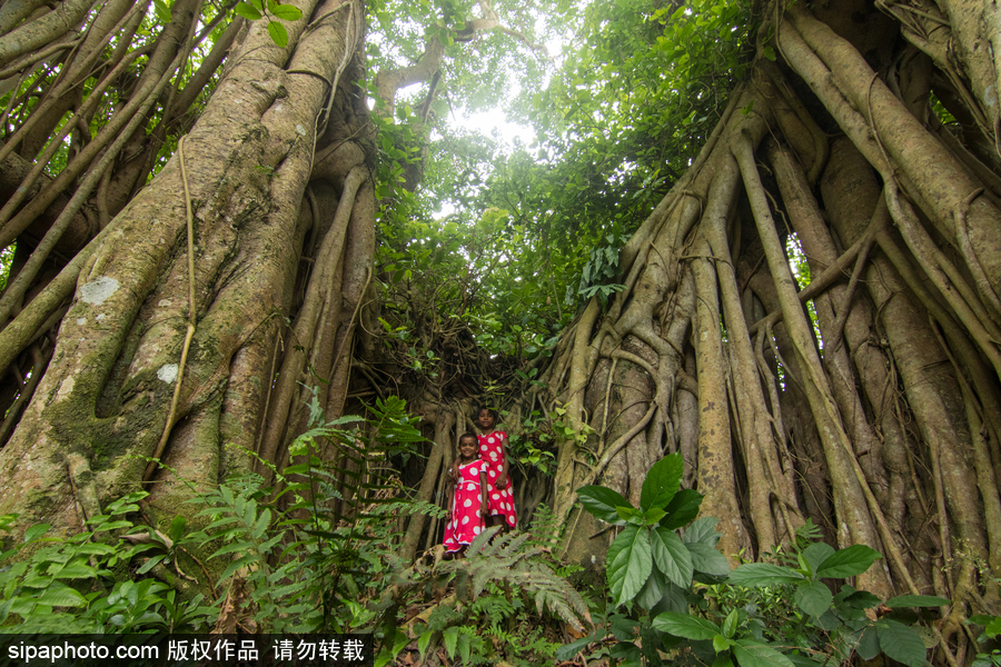 孟加拉500歲“樹怪”根部似森林 現(xiàn)獨木成林景觀